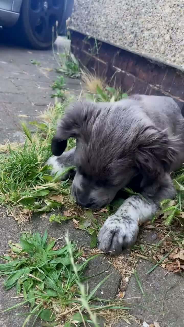 Cocker Spaniel dogs for sale: 5 month old female Cocker spaniel X in Wednesbury - Video 2