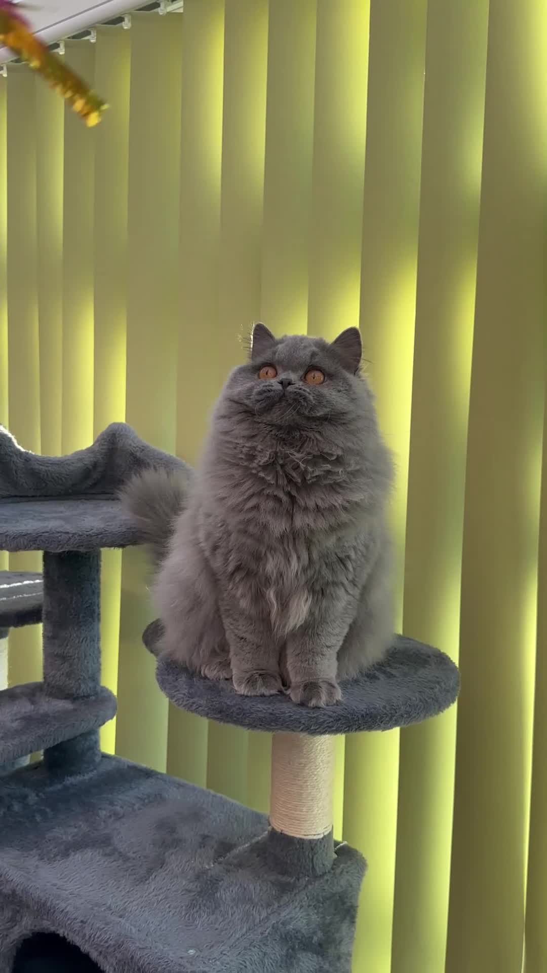 British Longhair cats for sale: Beautiful British Blue Longhair Girl  - Video 2