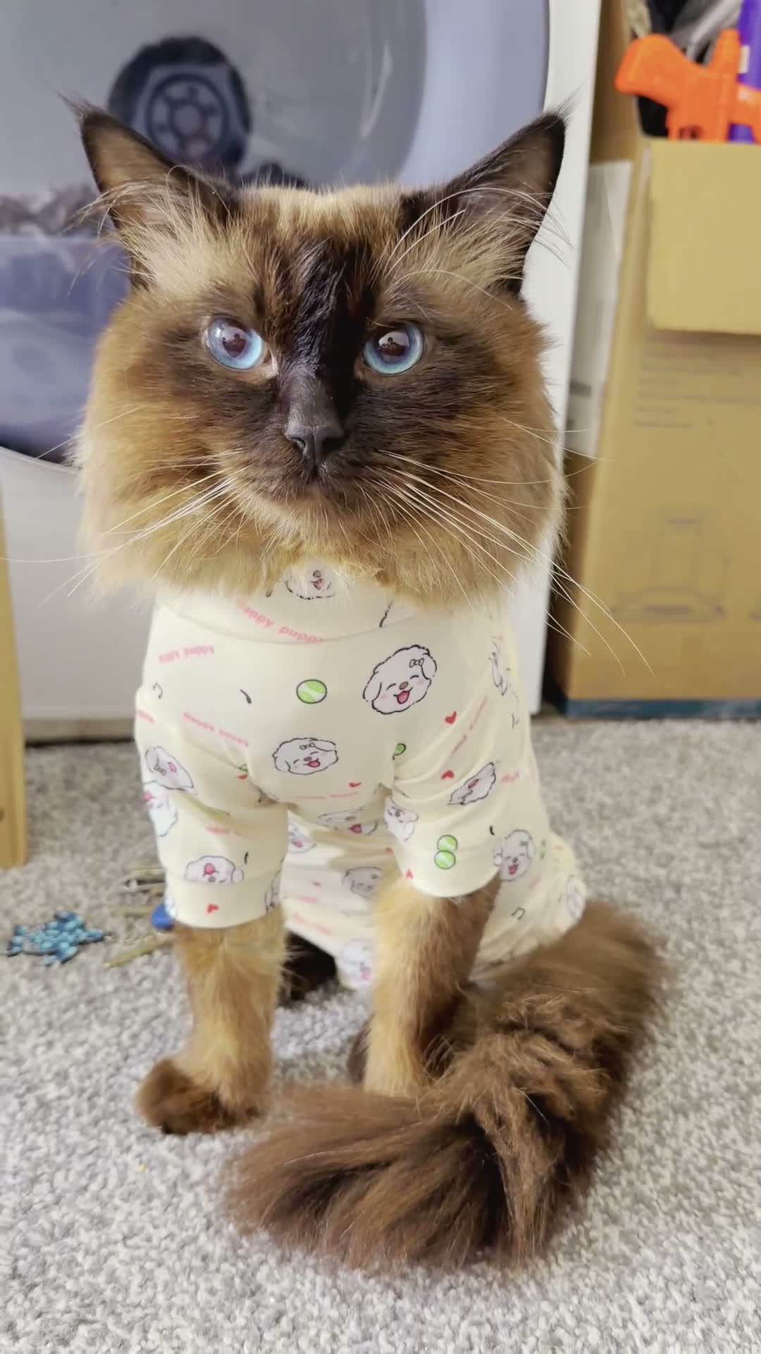 Ragdoll cats for stud: SHOW QUALITY RARE CHOCOLATE MINK DNA CLEAR - Video 1