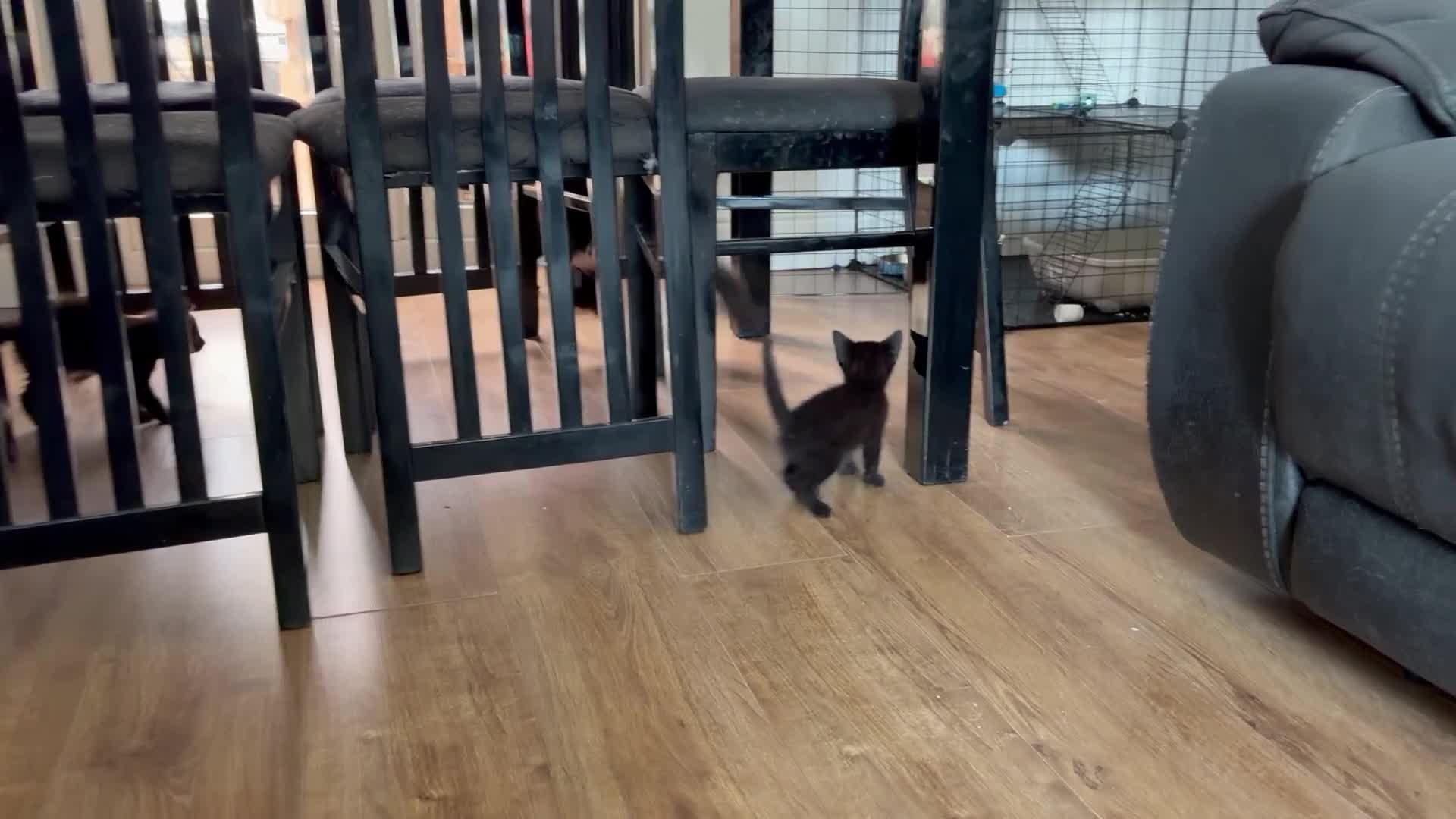 Mixed Breed cats for sale: British shorthair x kittens  - Video 2