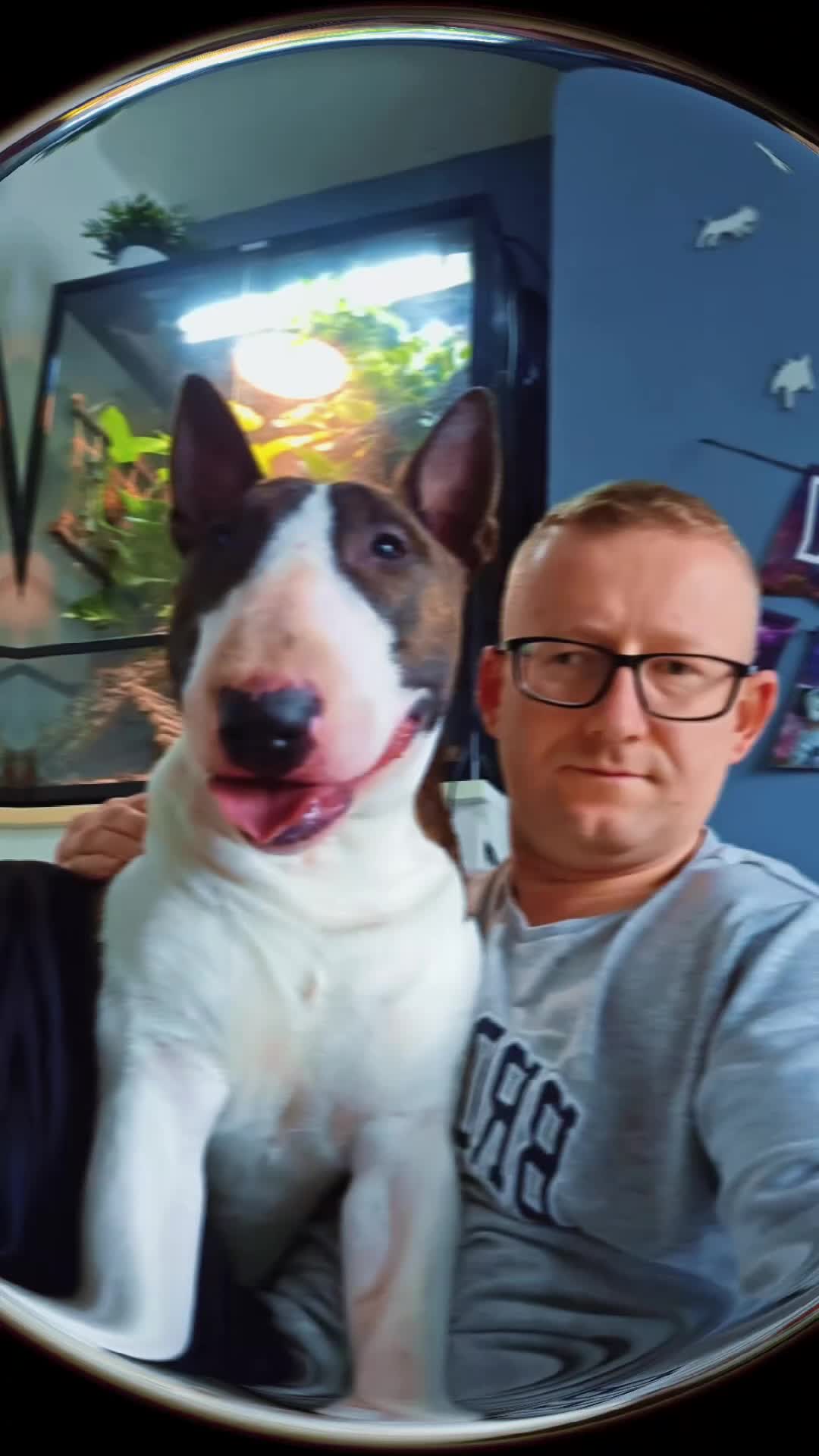 English Bull Terrier dogs for stud: "Pedigree Perfection" one of the best in the world - Video 1
