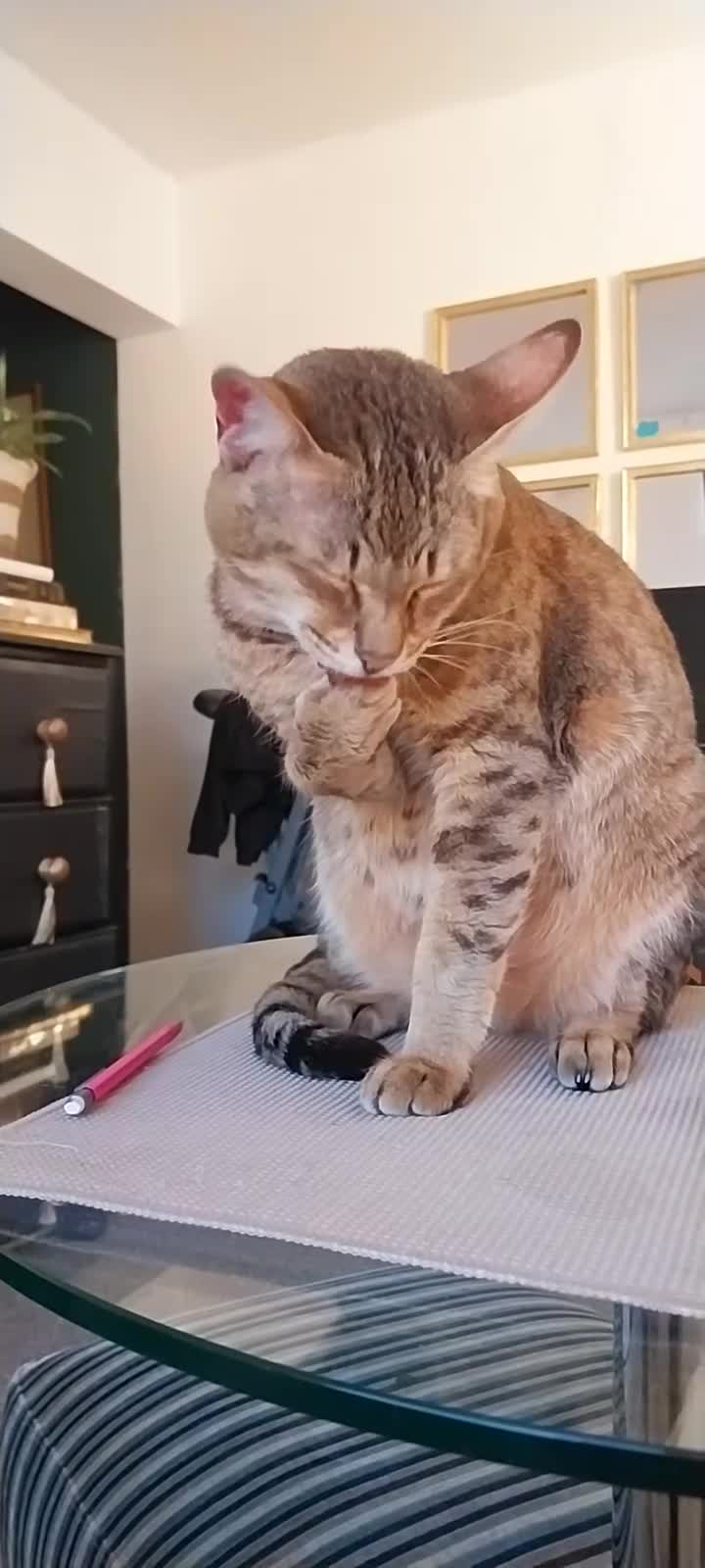 Savannah cats for sale: Archie  - Video 1