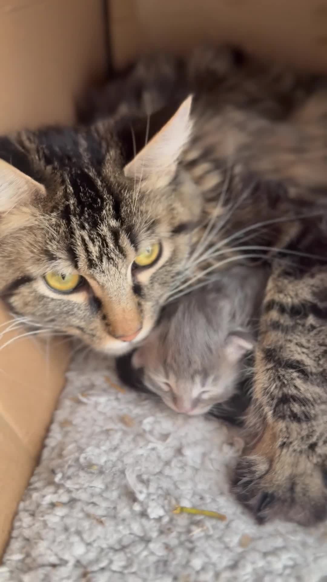 Maine Coon cats for sale: Main Coon mixd kittens in Richmond  - Video 2