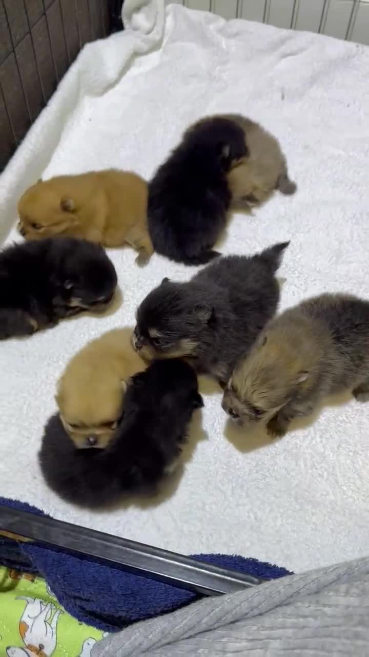 Pomeranian dogs for sale: ♥️ Adorable Pomeranian Puppies ♥️ - Video 1