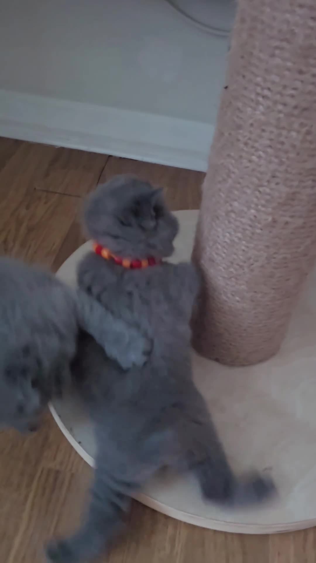 British Shorthair cats for sale: CHUNKY BLUE BRITISH SHORT HAIR KITTENS - Video 1