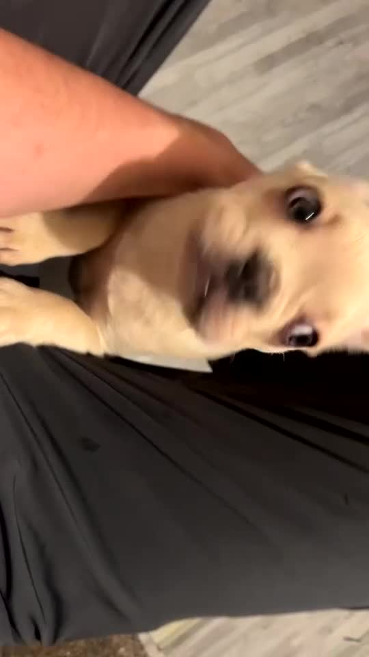 French Bulldog dogs for sale: French bulldog pups available (Reduced) - Video 2