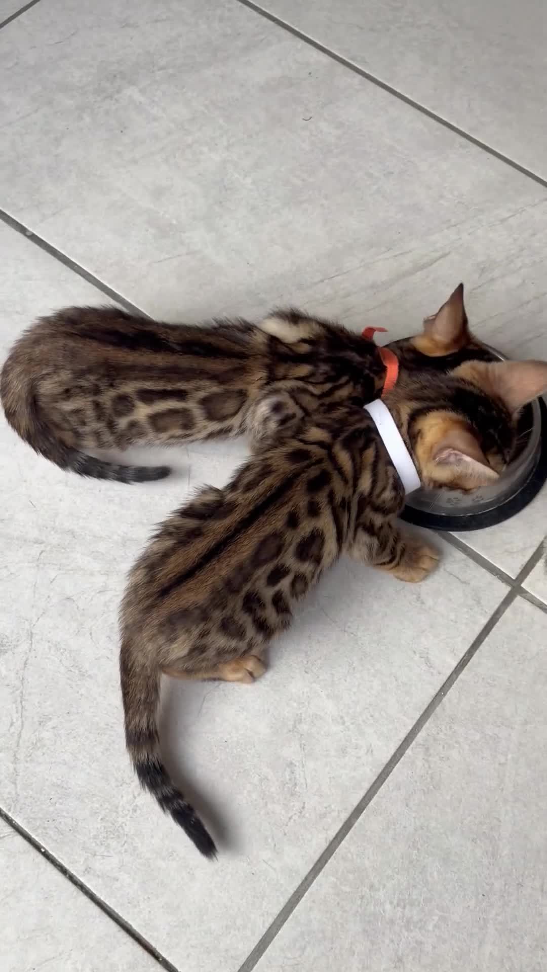 Bengal cats for sale: Quality kittens Bengal for sale in Harrow - Video 3