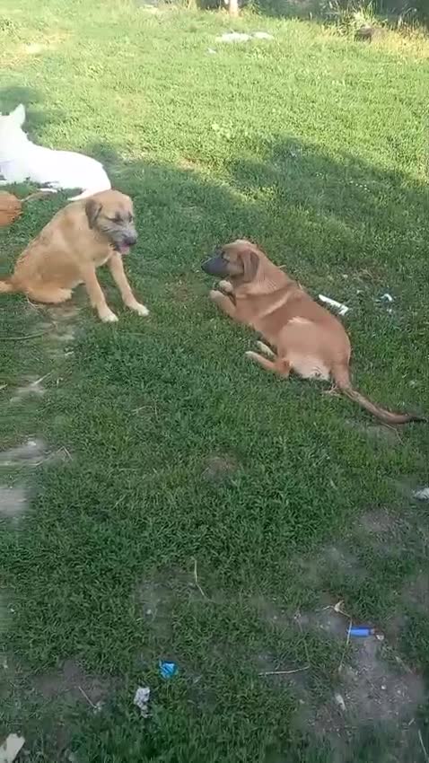 Mixed Breed dogs for adoption: TINA, a Lovely Puppy Girl - for a Loving Home - Video 4