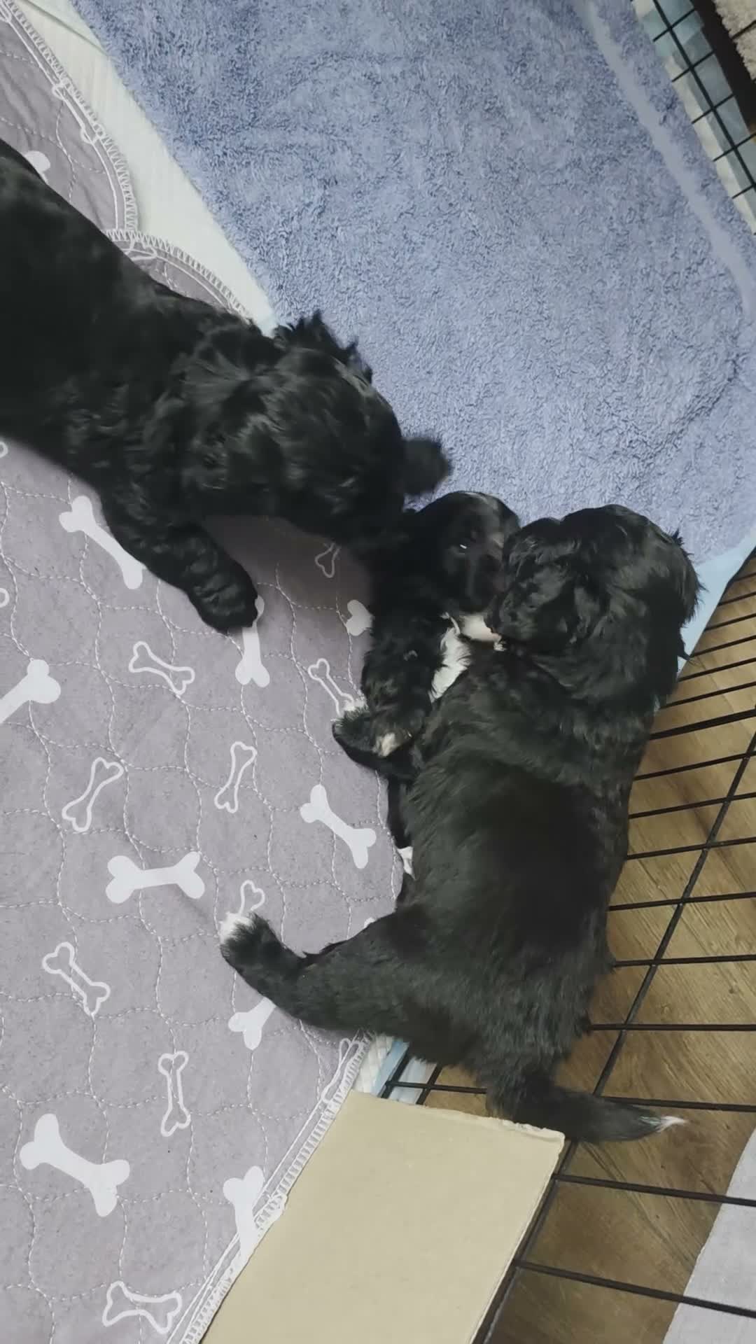 Cockapoo dogs for sale: Cockapoo Puppies for Sale in Luton - Video 1