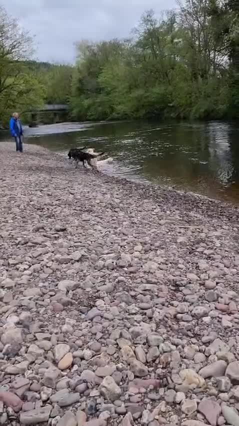German Shepherd dogs for sale: Loving Home Wanted for 4yr Old German Shepherd  in Swansea - Video 1