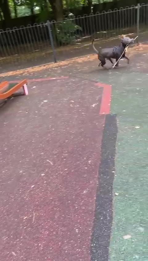 Mixed Breed dogs for sale: Smokey - Video 2