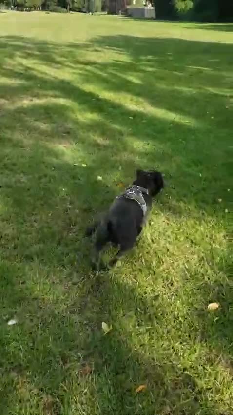 Staffordshire Bull Terrier dogs for stud: World-Class Blue Staffy stud-son of a Champion. in Wellingborough - Video 1