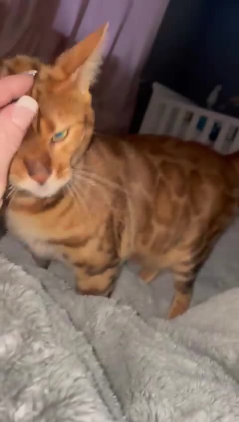Bengal cats for sale: 2 Sweet Girls NOT spayed  - Video 2