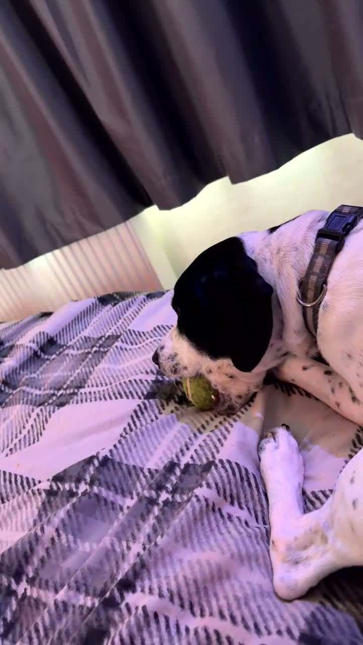 Mixed Breed dogs for sale: Dobby - Video 1