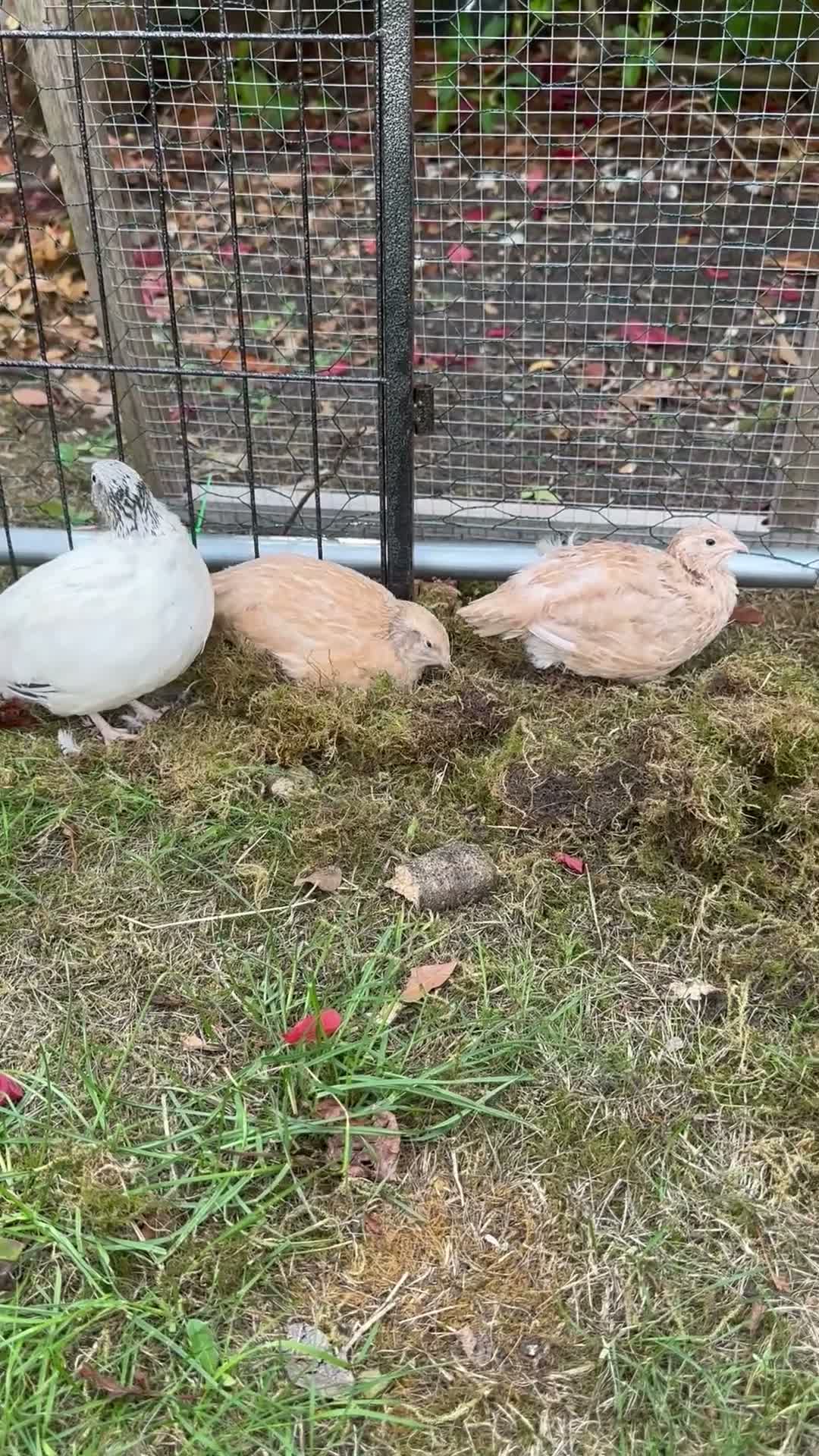 Quail poultry for sale: 6 Quails (very tame and friendly) - Video 1