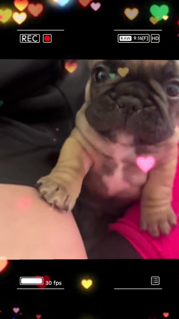 French Bulldog dogs for sale: Lilac French Buldog - Video 3