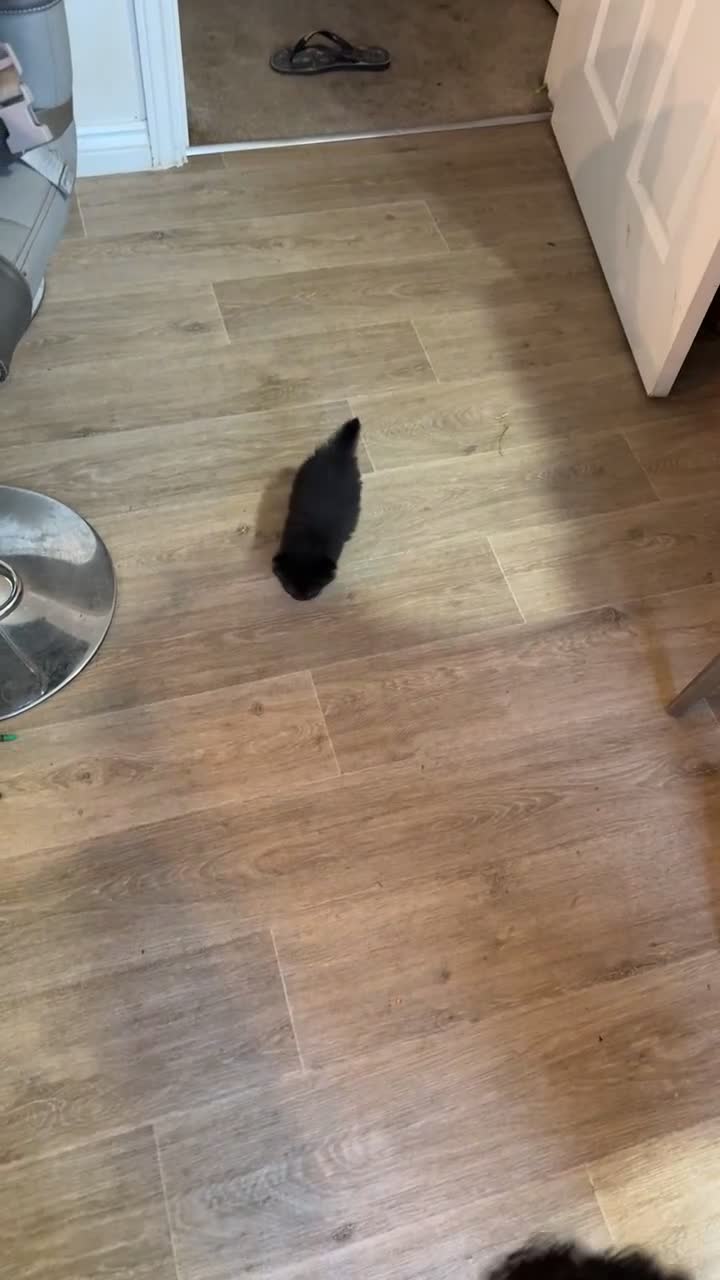 Mixed Breed cats for sale: British short hair cross  - Video 1