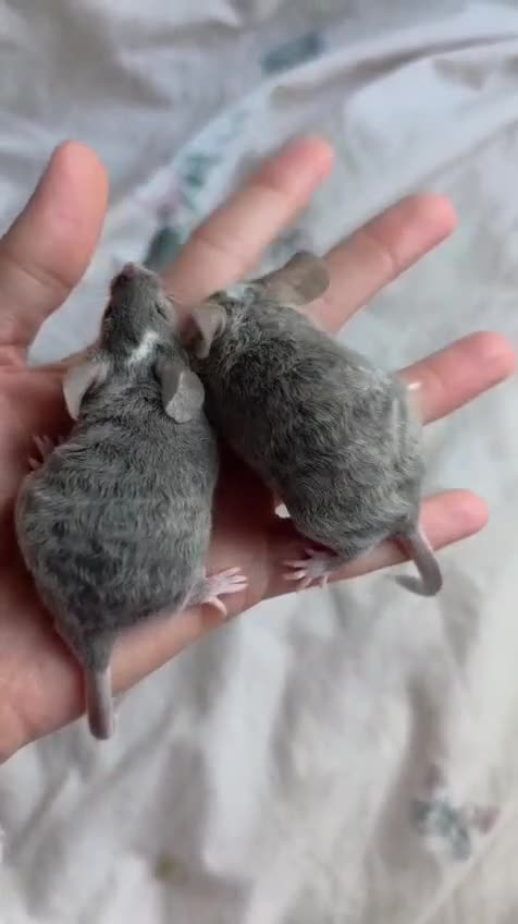 Mouse rodents for sale: 4 girls ready to go - Video 1