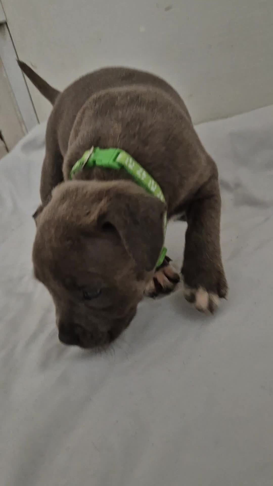 Staffordshire Bull Terrier dogs for sale: Blue Staffs £1,100 Deposit is £245 - Video 1