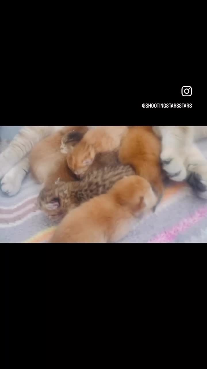 British Shorthair cats for sale: British Shorthairs  - Video 2