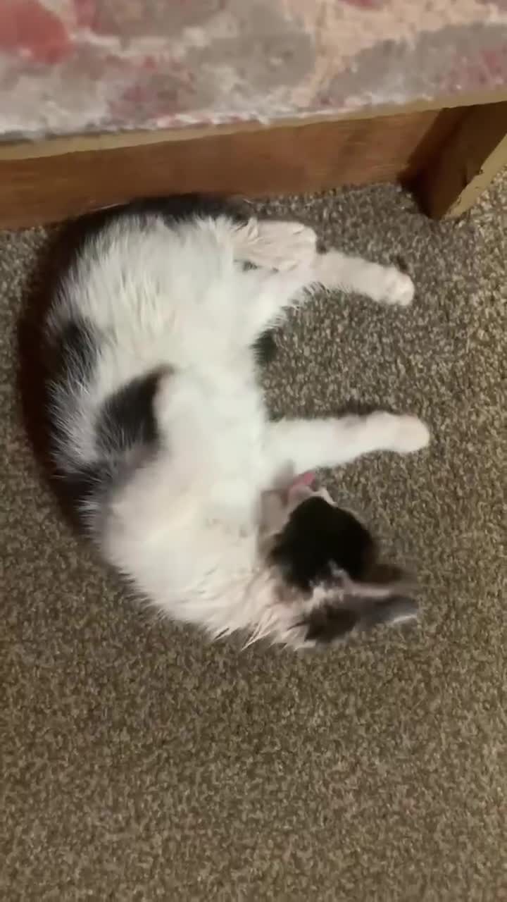 Mixed Breed cats for sale: Four adorable, cuddly kittens - Video 1