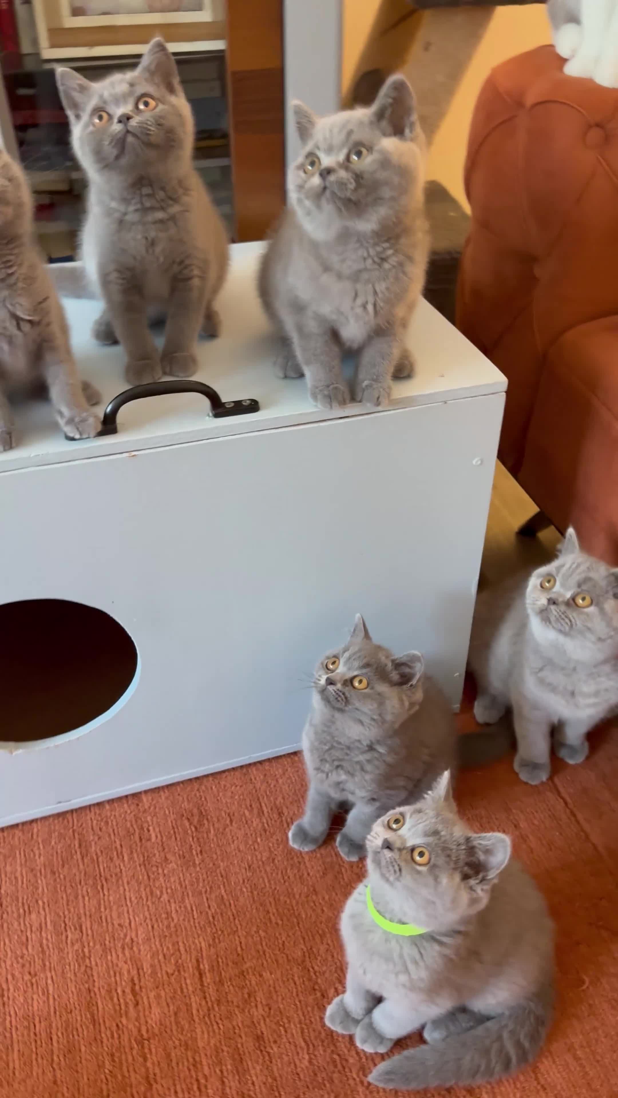 British Shorthair cats for sale: Ready to leave pedigree BSH kittens - Video 2