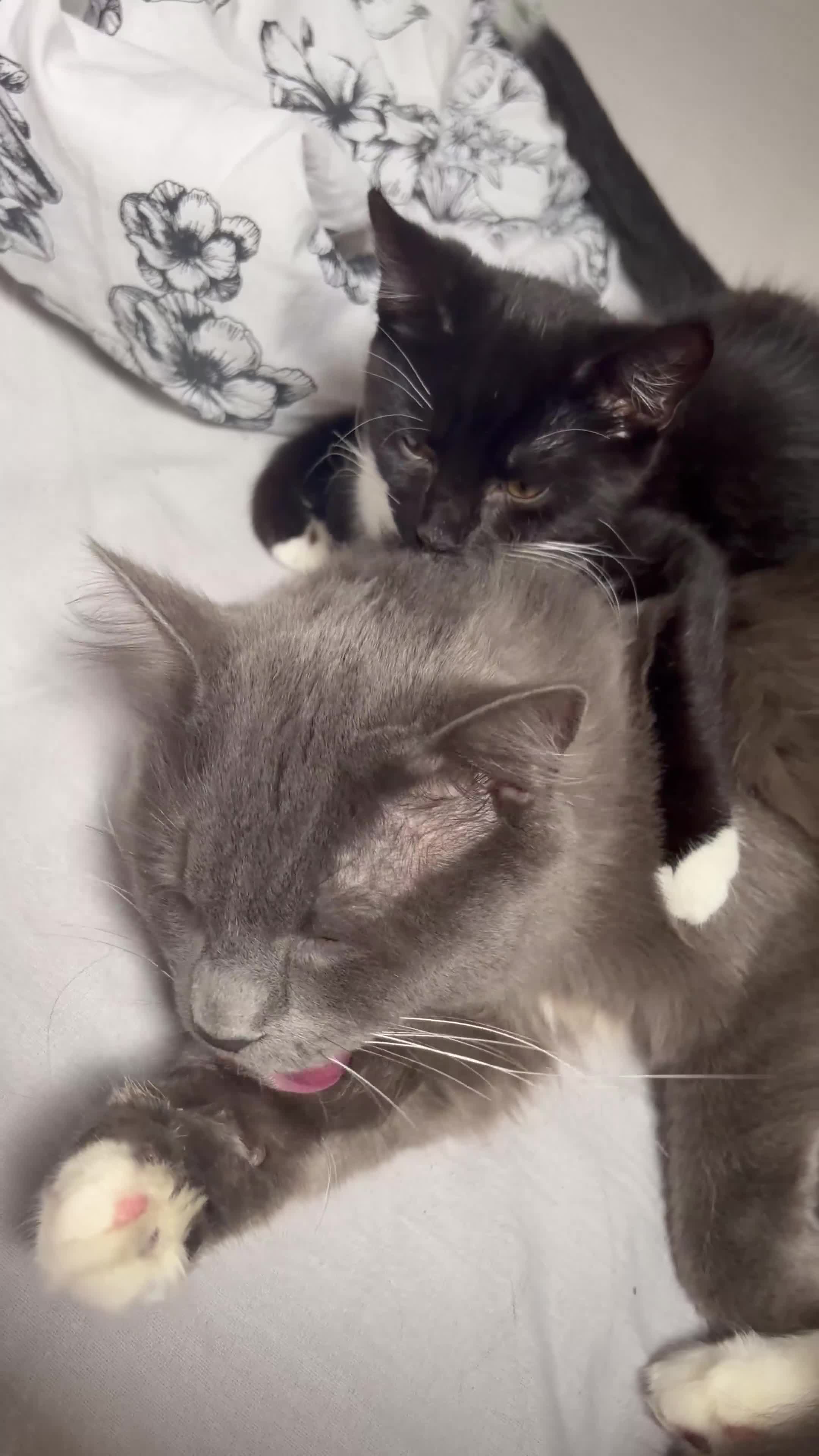 Mixed Breed cats for sale: Rambo  in Keighley - Video 2