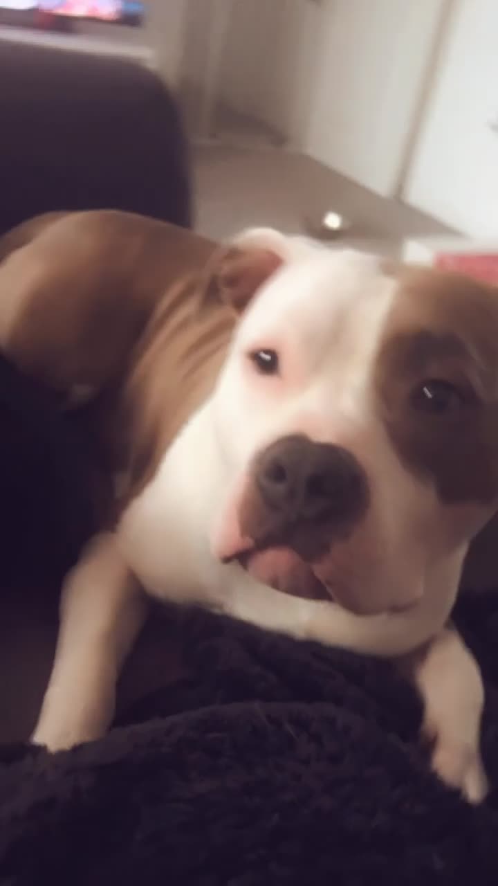 American Bully dogs for sale: 3yo standard bully - Video 1