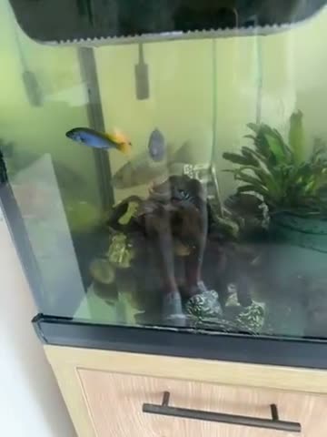 Cichlids fish for sale: 2 beautiful fish and tanks for sale  in Feltham - Video 1
