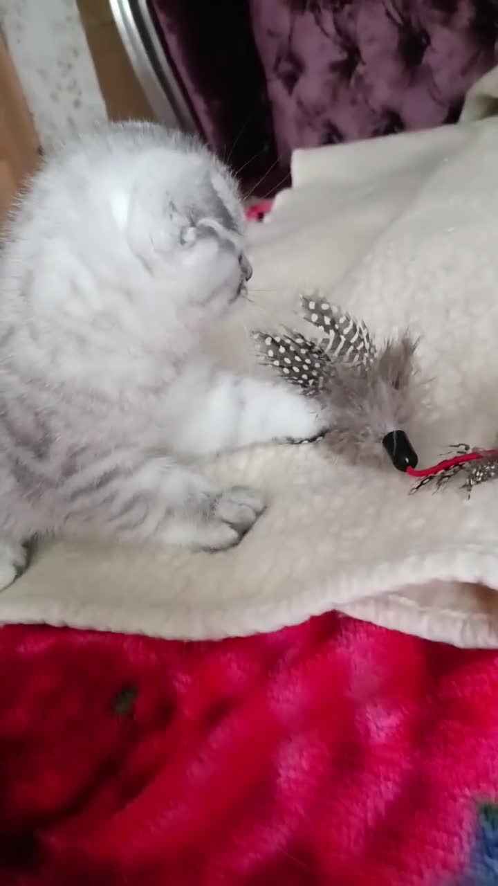 Scottish Fold cats for sale: Scottish Fold kitten  - Video 1