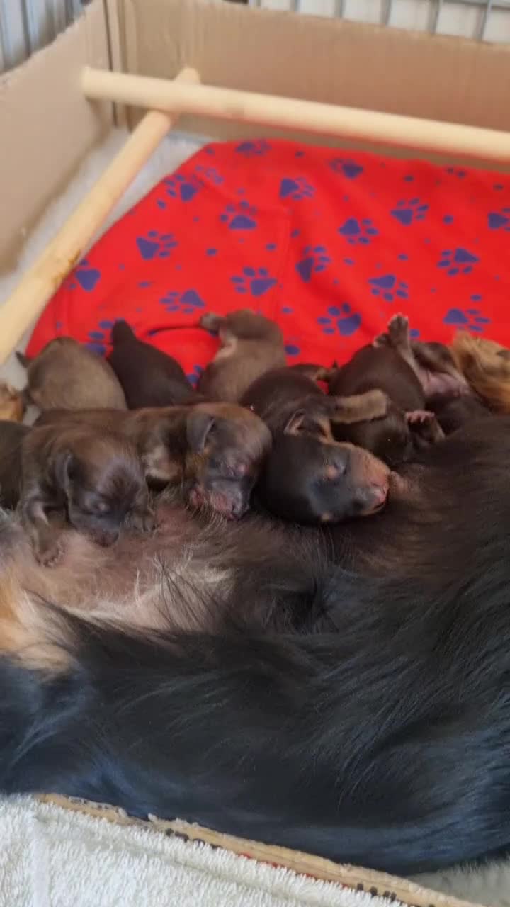 Miniature Dachshund dogs for sale: 🌟 Miniature LH Dachshund Puppies 🌟  - Video 1