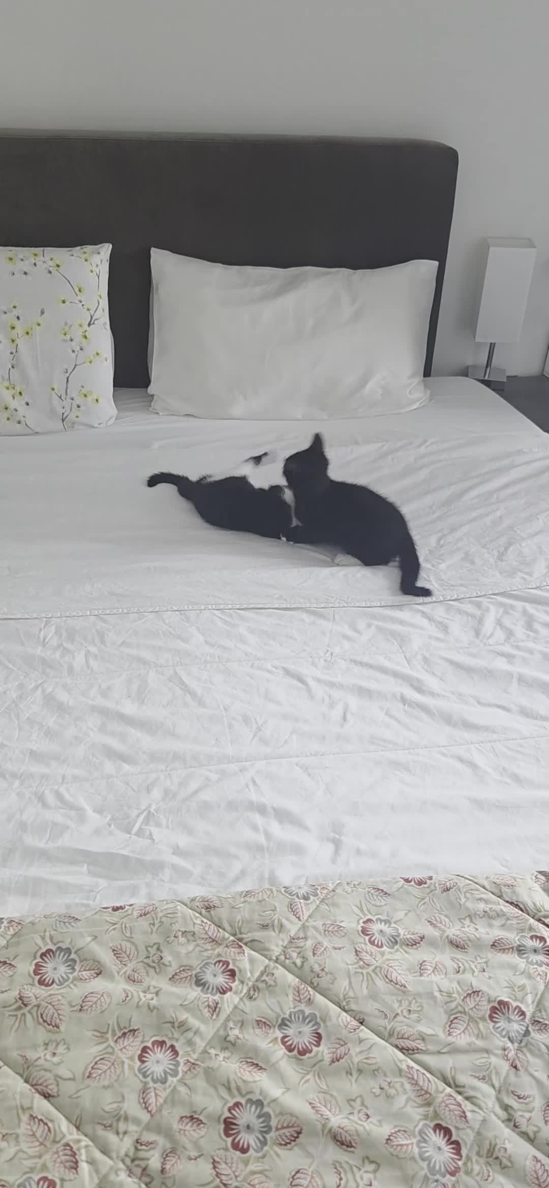 Mixed Breed cats for sale: Two Adorable 8-Week-Old Kittens –Barnet, London 🐾 in London - Video 1