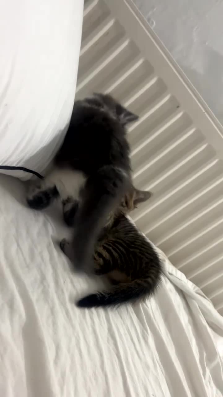 Mixed Breed cats for sale: Tabby colour kitten  - Video 1