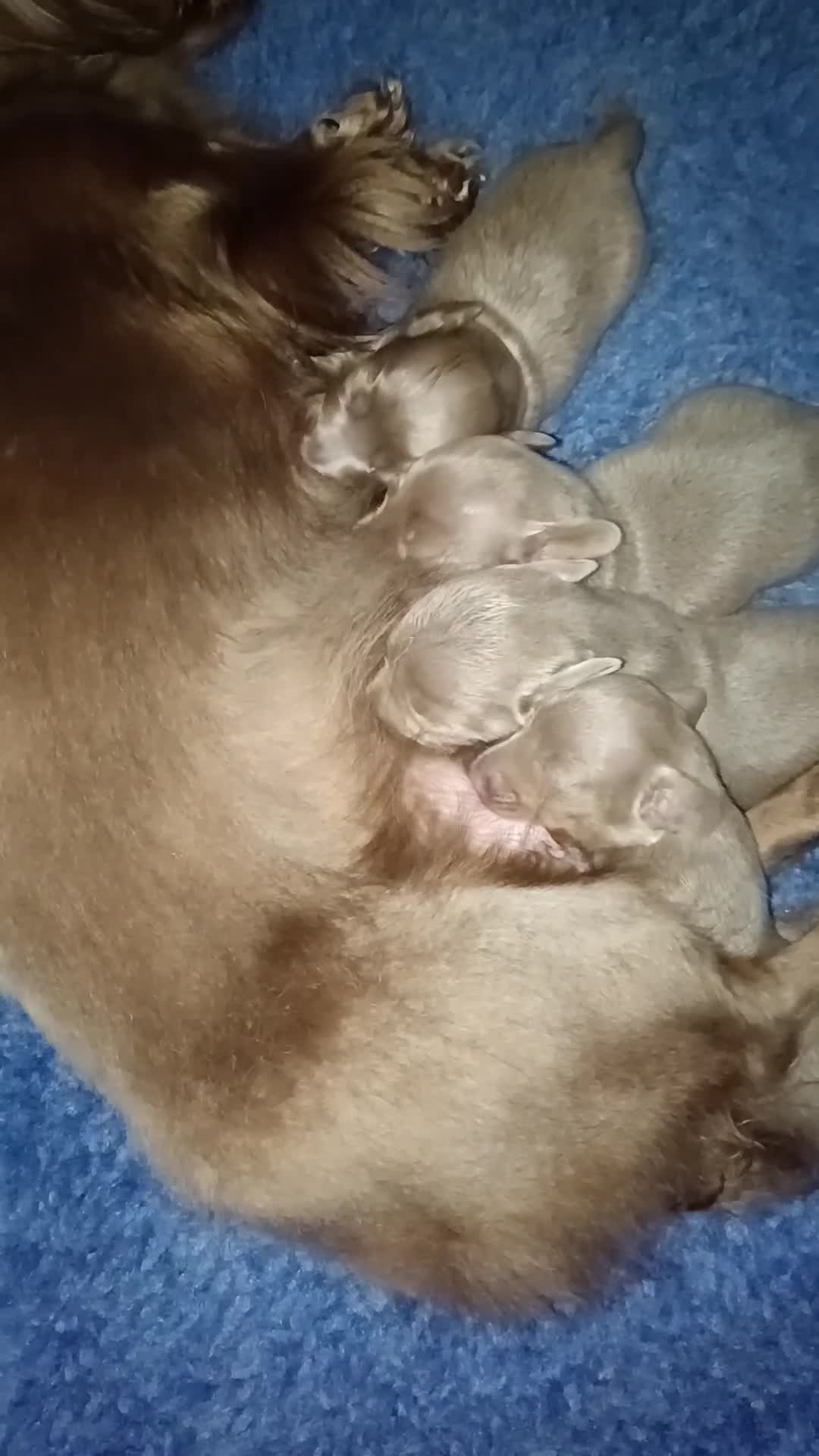 Miniature Dachshund dogs for sale: Stunning Minature Dachshund litter - Video 1