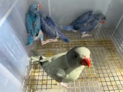 Ringnecks birds for sale: violet tamed Ring neck chicks  in Wakefield - Video 1