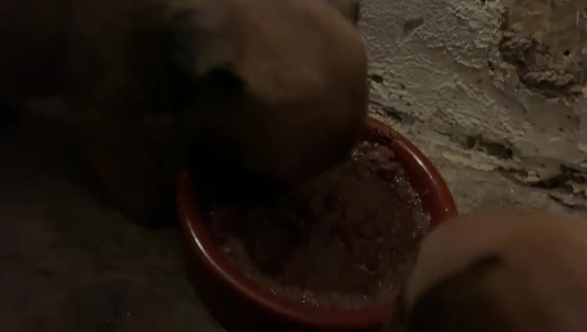 Chihuahua dogs for sale: Baby girl full chihuahua  - Video 1