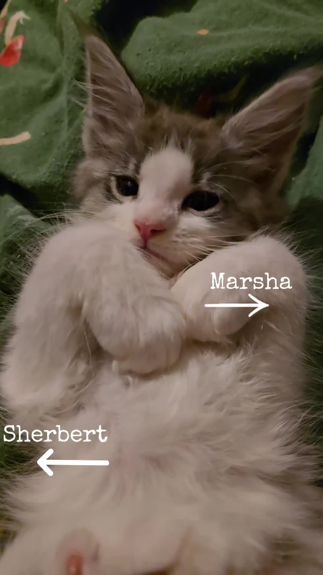 Maine Coon cats for sale: *Reduced for last boy*  - Video 2