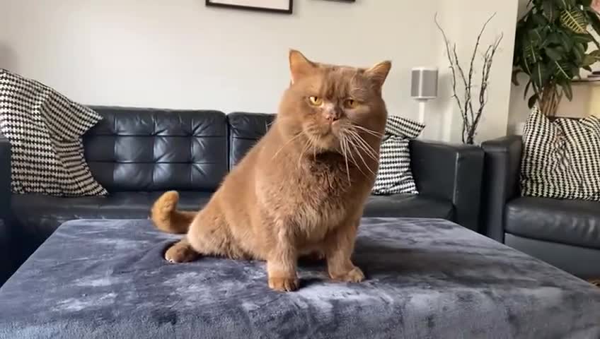 British Shorthair cats for sale: 🤎gccf redgistered British Shorthair Kittens🤎 - Video 1