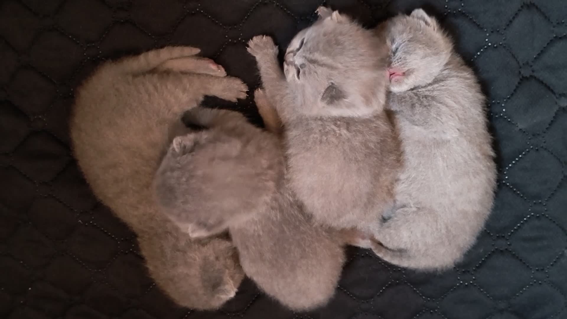 British Shorthair cats for sale: Gorgeous Chunky British Shorthair Kittens. - Video 3