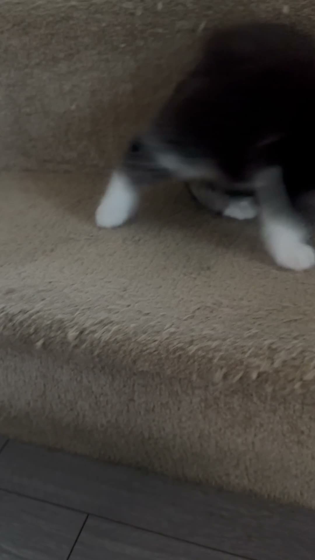 Turkish Angora cats for sale: Turkish angora kittens  - Video 2
