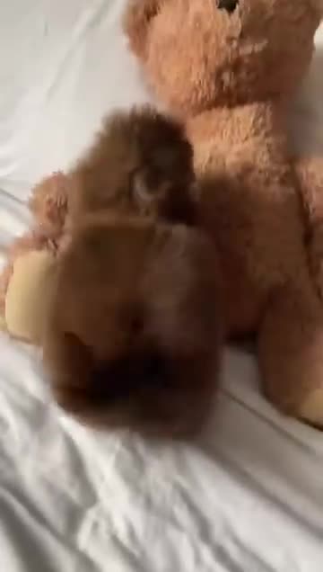 Malshi dogs for sale: Malshi- teddy bears - Video 1