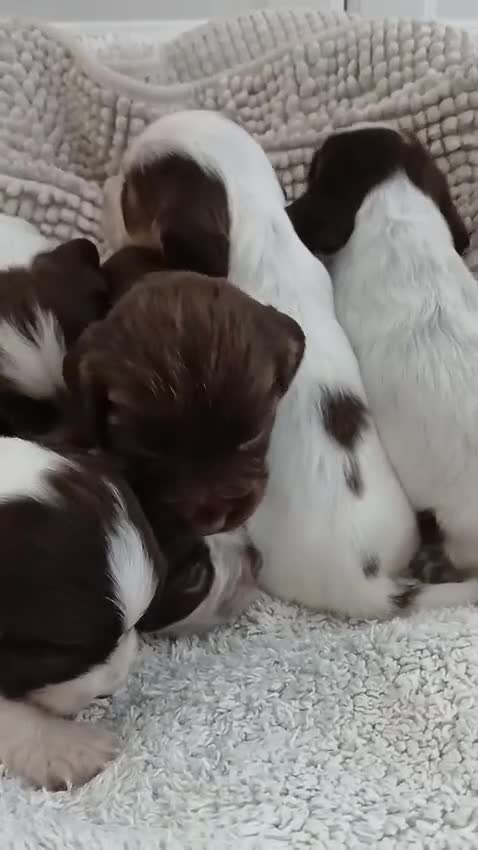 Cocker Spaniel dogs for sale: ‼️new updated photos‼️Stunning cocker spaniel Pups - Video 1