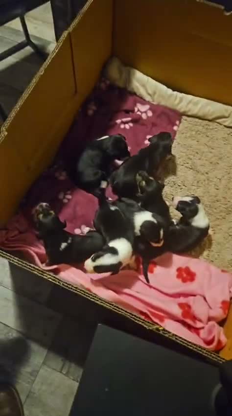 Borador dogs for sale: Borador puppies for sale  - Video 1