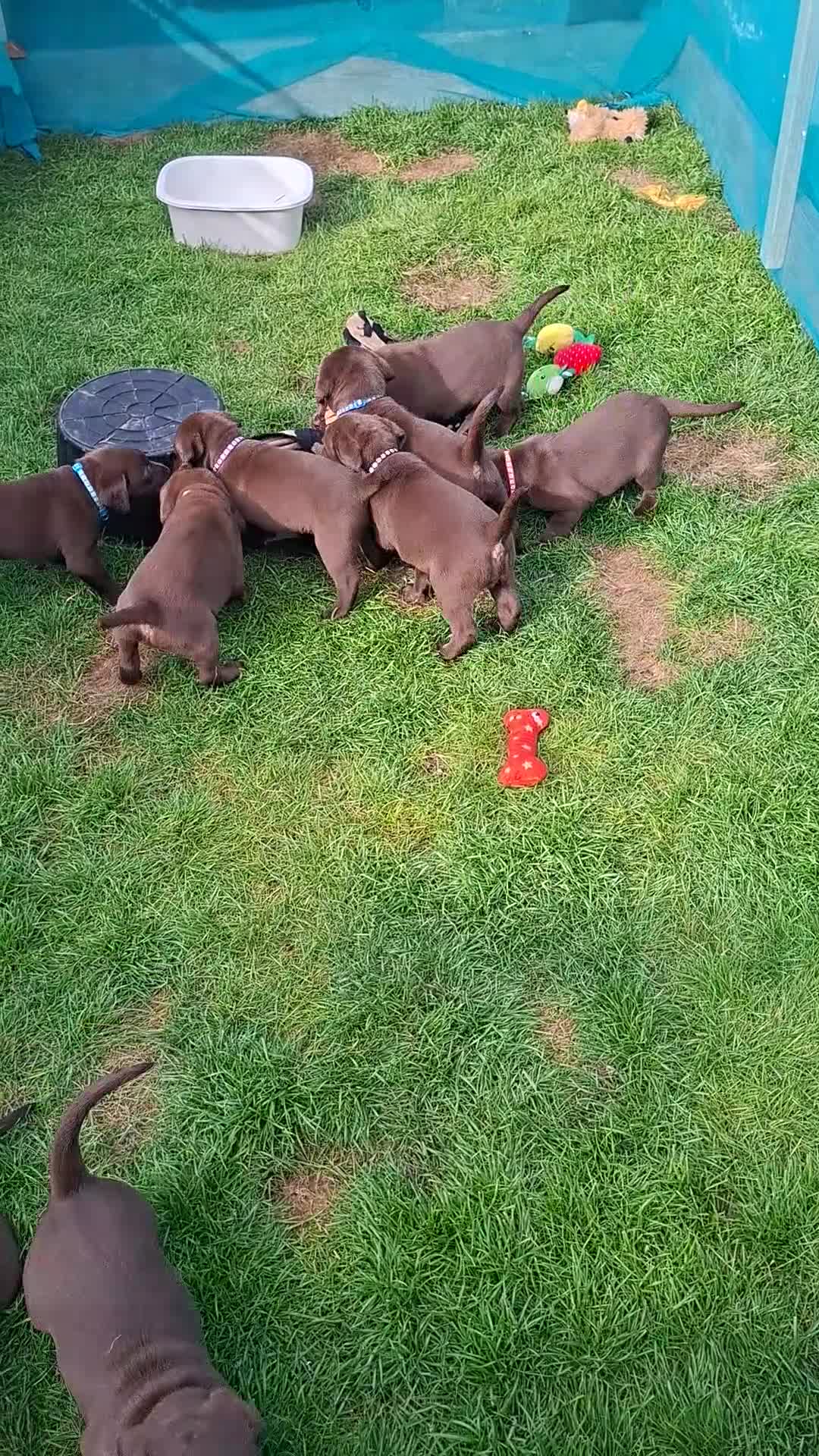 Labrador Retriever dogs for sale: Chocolate labrador retrievers  - Video 1