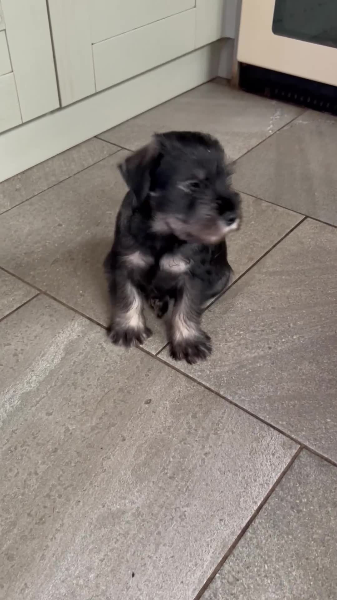 Schnauzer dogs for sale: Standard schnauzer Male pup - Video 1