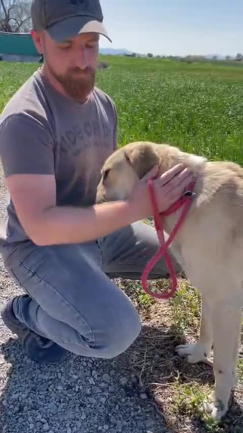 Mixed Breed dogs for adoption: Keith needs a foster or forever home in Spilsby - Video 3