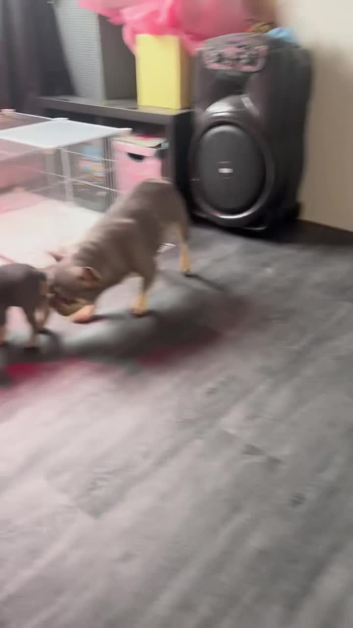 French Bulldog dogs for sale: Adorable French Bulldog puppies - Video 1