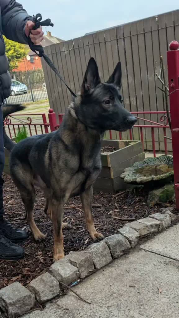 Mixed Breed dogs for sale: Belgian shepherd x - Video 1