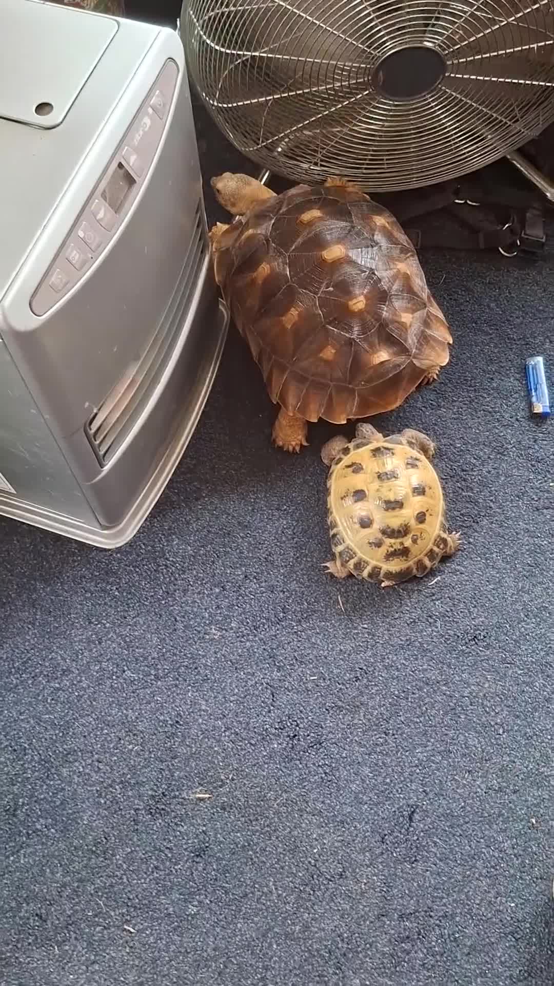 Tortoise reptiles for sale: Shelby - Video 1