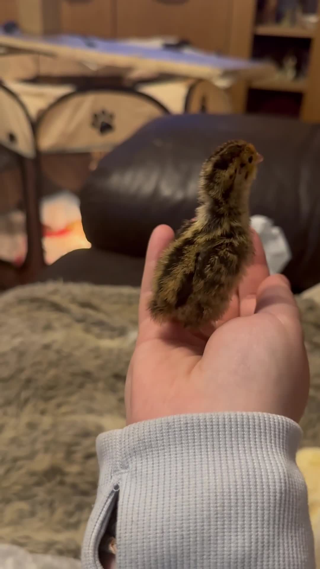 Quail poultry for sale: coturnix quails - Video 1